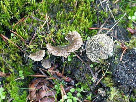 Arrhenia acerosa